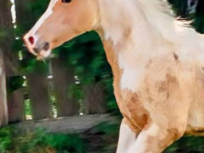 Paint Horse - Stute