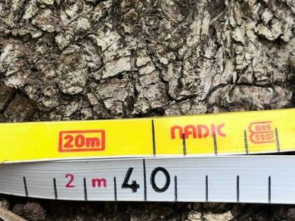 Bild 5:200-270 Jahre alter Olivenbaum