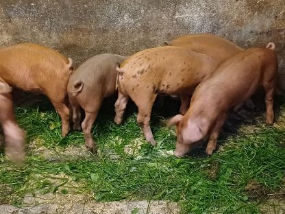 Ferkel zu verkaufen