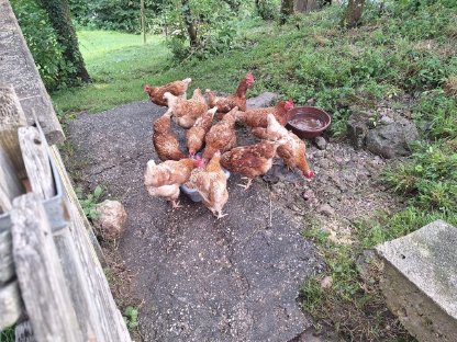18 Hühner in gute Hände abzugeben