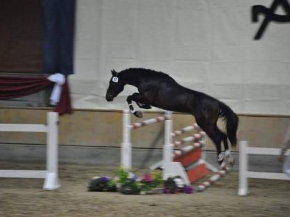 Bild 2:Reitbeteiligung, Pflegebeteiligung, Pferd