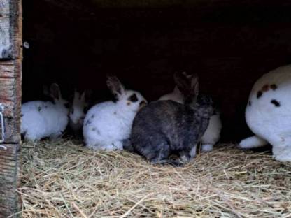 Bild 4:Hasen Dalmatiner Rex