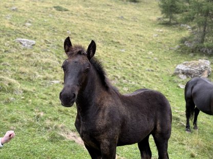 Bild 8:Noriker Rappstutfohlen ohne Abzeichen