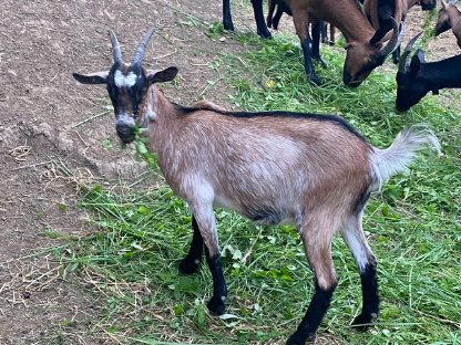 Bild 4:1-jährige weibliche Ziegen