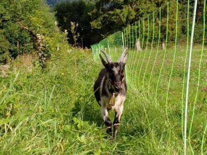 Bild 3:Ziegenbock