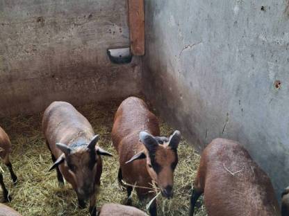 Bild 3:Kamerunschafe männlich