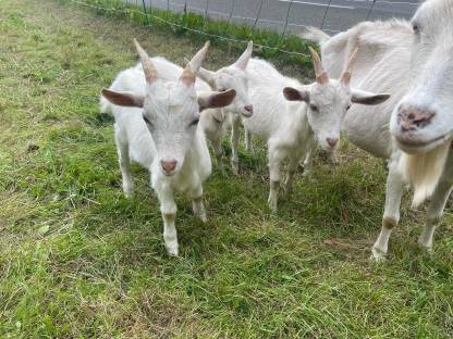 Bild 2:2 Ziegenböcke zu verkaufen