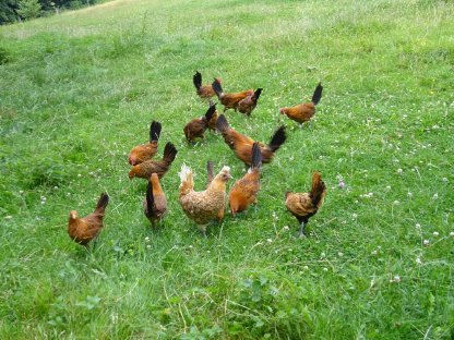 Bild 6:Friesenhuhn gold-schwarzgeflockt