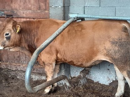 Bild 2:Aubrac Zuchtstiere