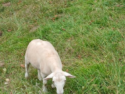 Bild 5:Nolana Jungbock