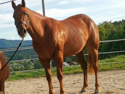 Bild 2:Quarter Horse Stute (ev. Tausch gegen älteres Kinderpferd)