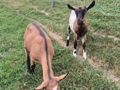 Bild 7:Anglonubierbock und Scheckenkitze