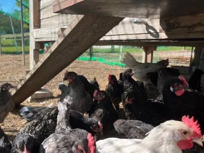 Bild 2:Junghähne Bresse Gauloise Bleu