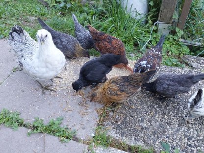 Bild 2:Zwerg Grünlegerin mit ihren 7 Küken