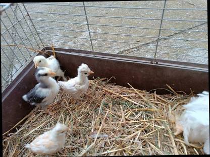 Bild 3:Glucke Bruthenne