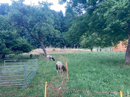 Bild 2:Tscheggenschaf