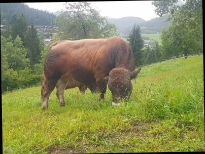 Bild 6:Aubrac Jungstiere