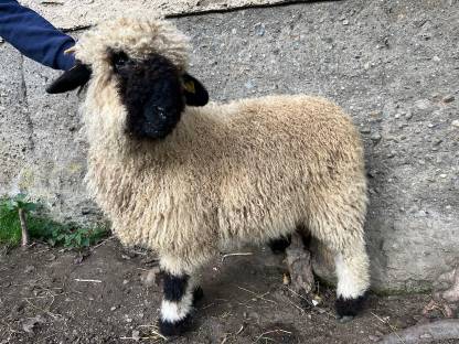 Bild 2:Walliser Schwarznasen Aue