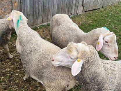 Bild 5:Zuchtschafbock