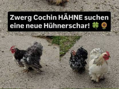 Zwerg Cochin Hähne