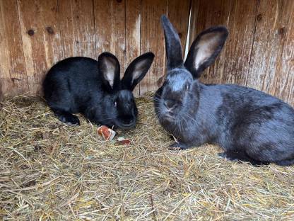 Bild 4:Blaue Wiener und Schwarze Kaninchen