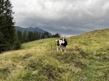 Bild 2:2a Tauernschecken Zieger