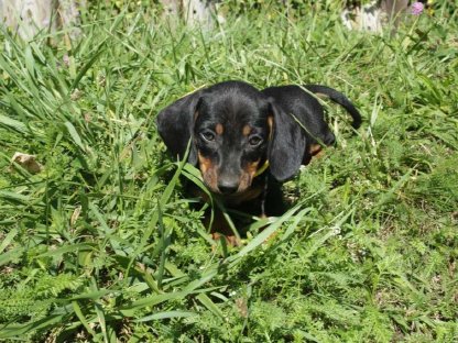 Bild 4:Standard Dackel Welpen suchen oh Traumzuhause