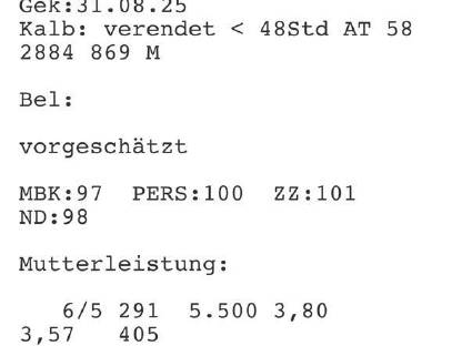 Bild 3:Pinzgauer Jungkuh