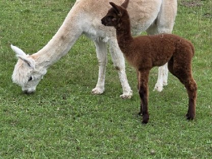 Bild 7:Alpakastute mit Cria