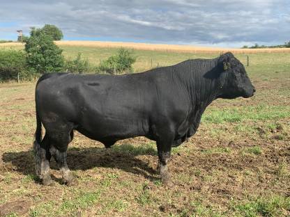 Bio Angus Stier