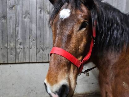 Bild 7:Norikerpärchen