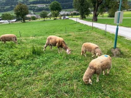 Merino Widder, Bio