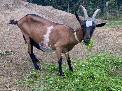 Bild 2:1-jährige weibliche Ziegen