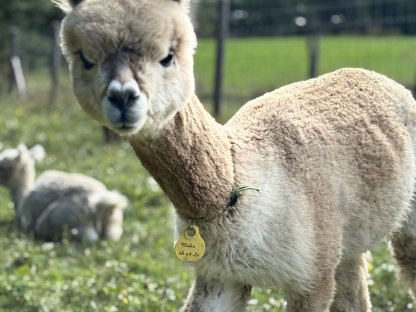 Bild 4:Alpaka Junghengst - AHW Flake