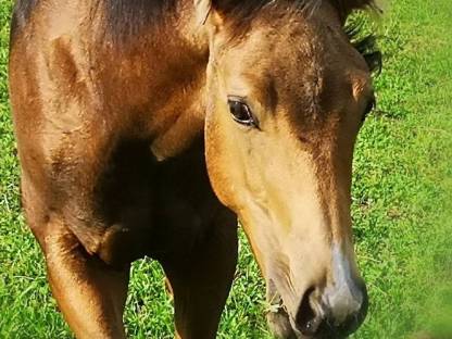 QH-Hengstfohlen, dunkler Buckskin, 04/2025
