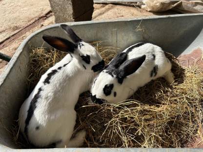 Bild 2:Deutsche Riesenschecken, Mischlingshasen