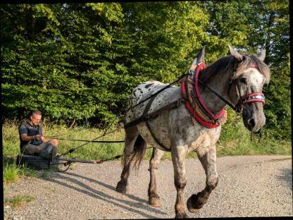 Bild 7:Ausbildung in Kutschenfahrten, Reiten, Holzrücken