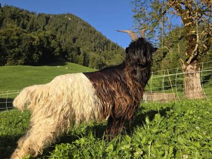 Walliser Schwarzhalsziegenbock
