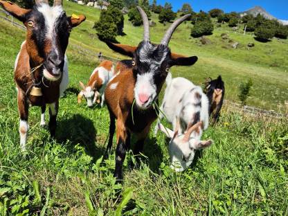 Bild 2:Tauernschecken Ziegenkitz