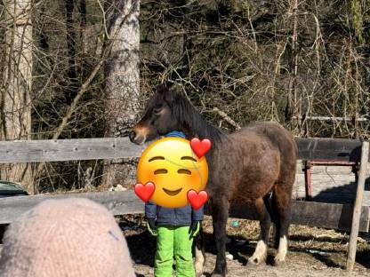 Welsh B Kinderpony