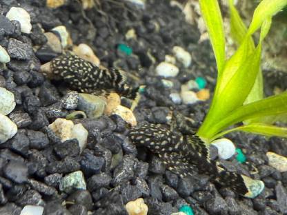 Bild 4:Antennenwelse und weibliche Guppys zu vergeben