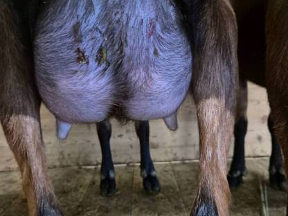 Bild 8:HB Gämsfarbige Gebirgsziegenkitze