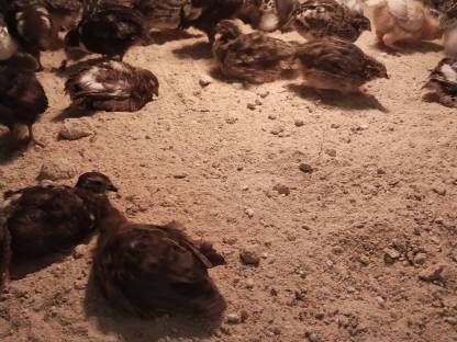 Bild 5:Legewachtel Speiseeier, Bruteier, Wachteln