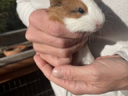 Bild 6:Meerschweinchen