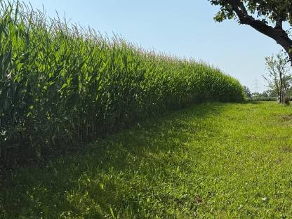 Bild 2:Bio Maisballen, Silomais, inkl. Zustellung