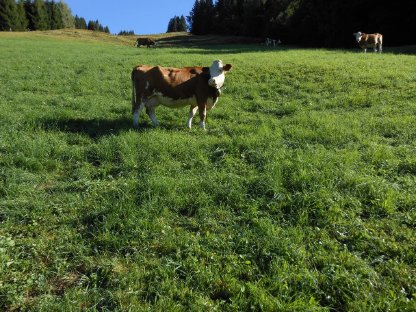 Bild 4:Verkaufe trächtige FV Kuh