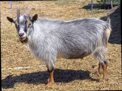 Bild 4:Suche Zwergziegenbock in Grau/Blau/Silber