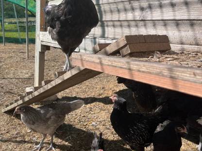 Bild 7:Junghähne Bresse Gauloise Bleu