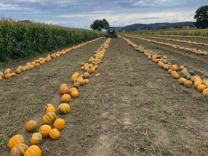 Bild 3:Kürbiskerne Top Qualität
