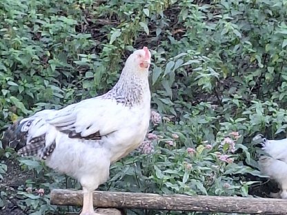 Bild 4:Junghähne, Pärchen